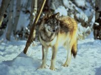 s_wolf_01.jpg (9637 Byte)